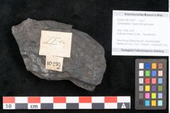 Foto (Objekt + Etikett) von Camptopteris haastii Ettingshausen (NHMW-GEO-2024-0188-10297a)